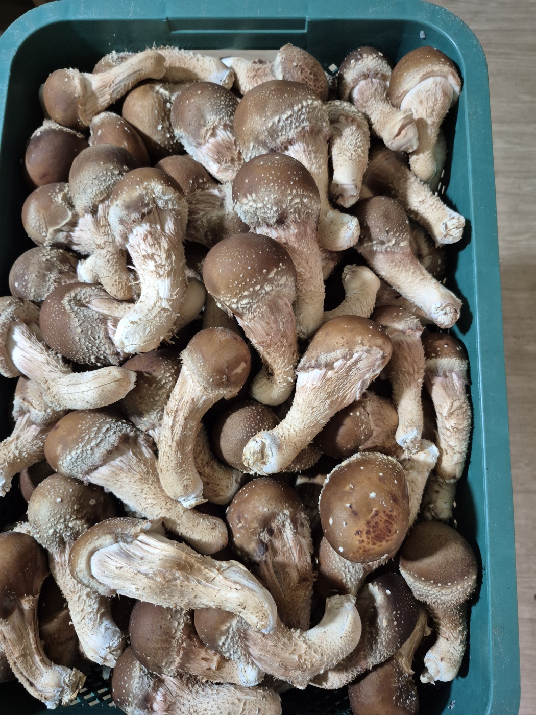 참송이버섯 가정용 제품 사진
