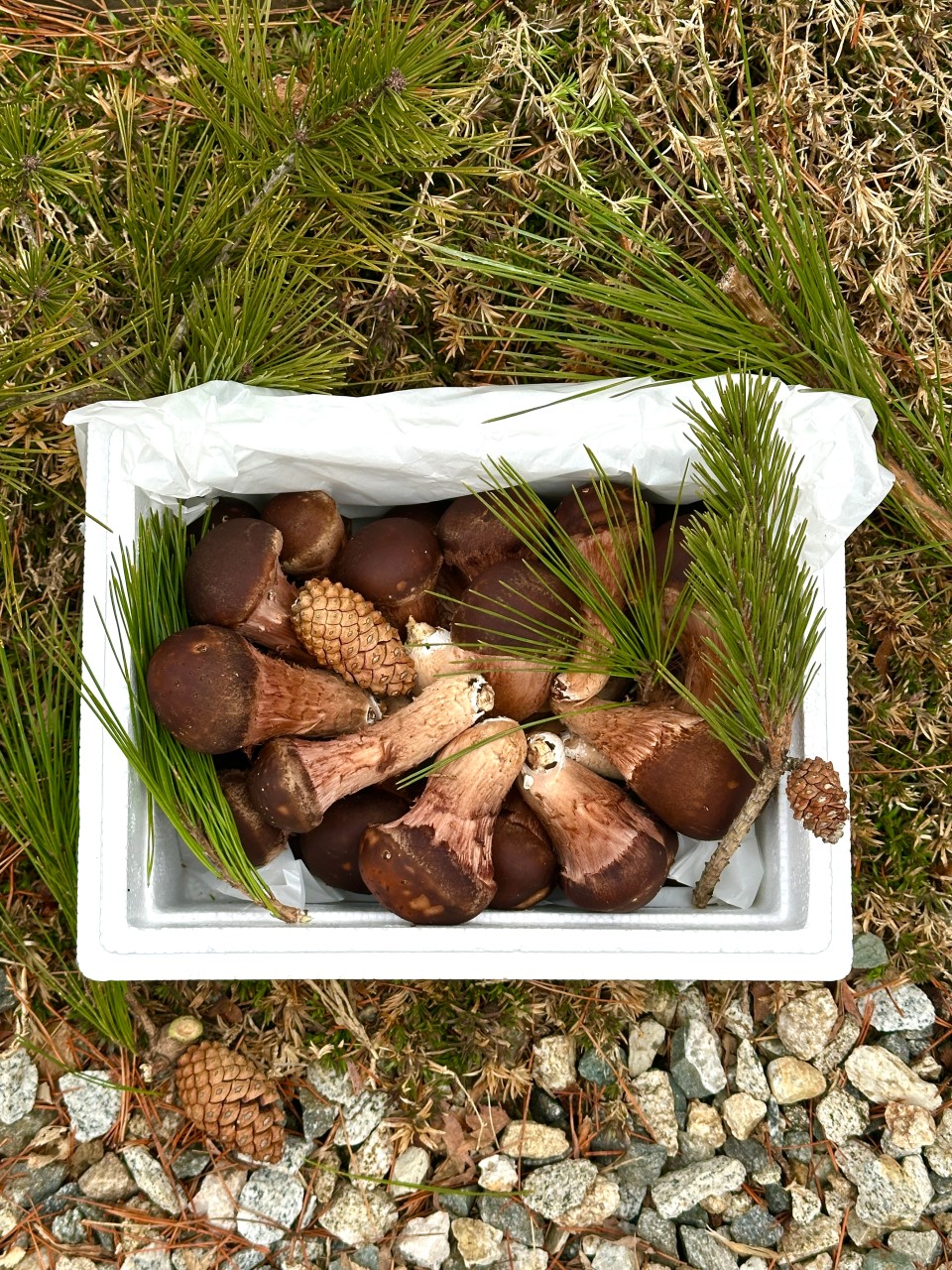 가정용 참송이버섯