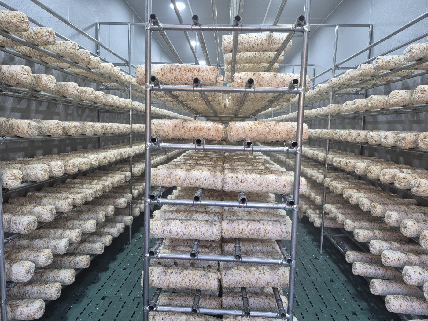 송이나라 재배실 전경