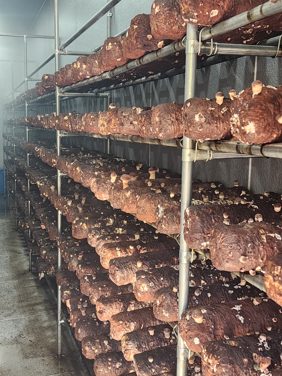 송이나라 재배실 내부