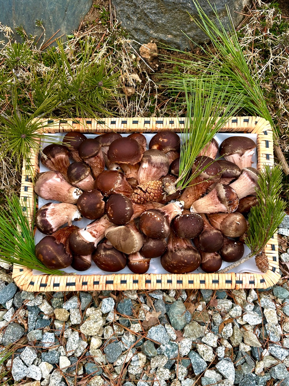 참송이버섯 생송이