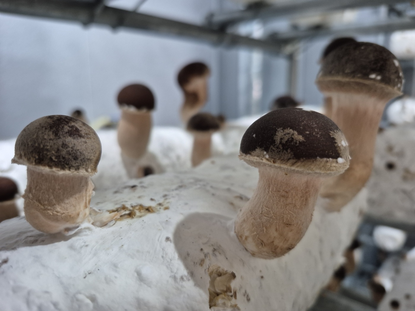 배지에서 자라는 참송이버섯