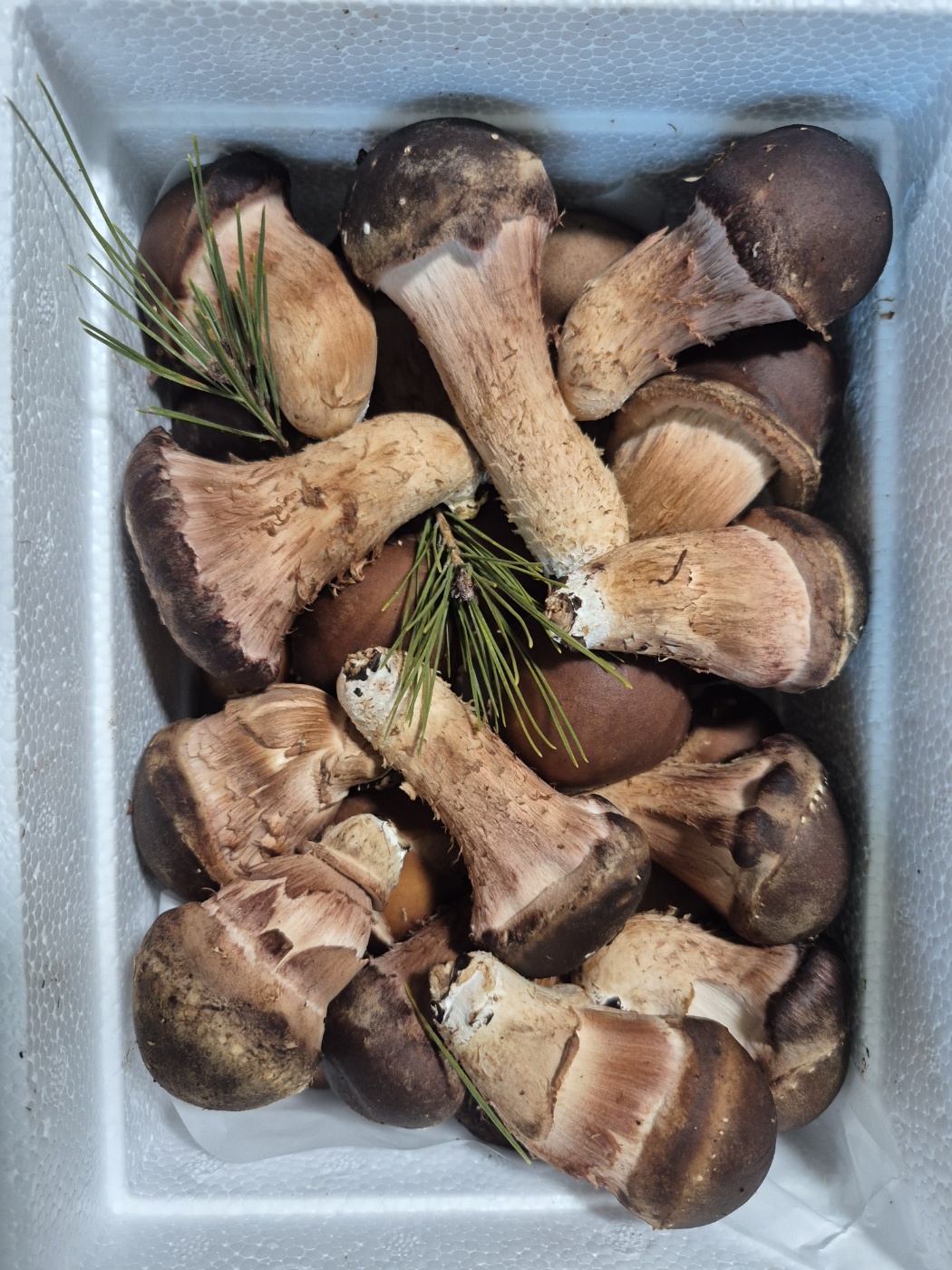 스티로폼 박스에 담긴 참송이버섯