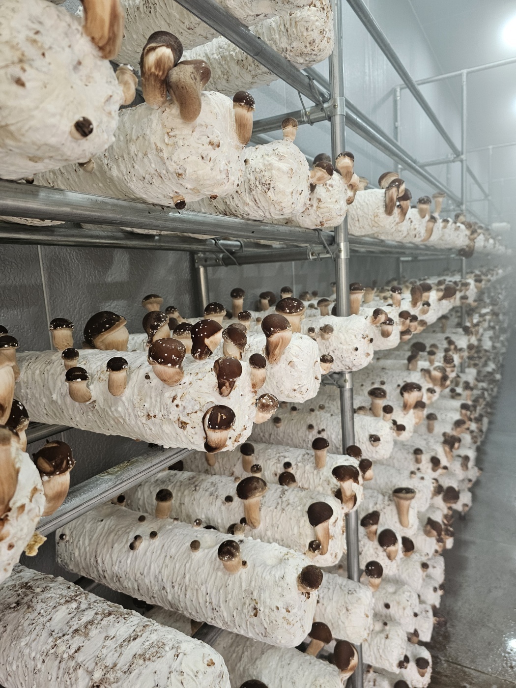 배송용 박스에 담긴 참송이버섯