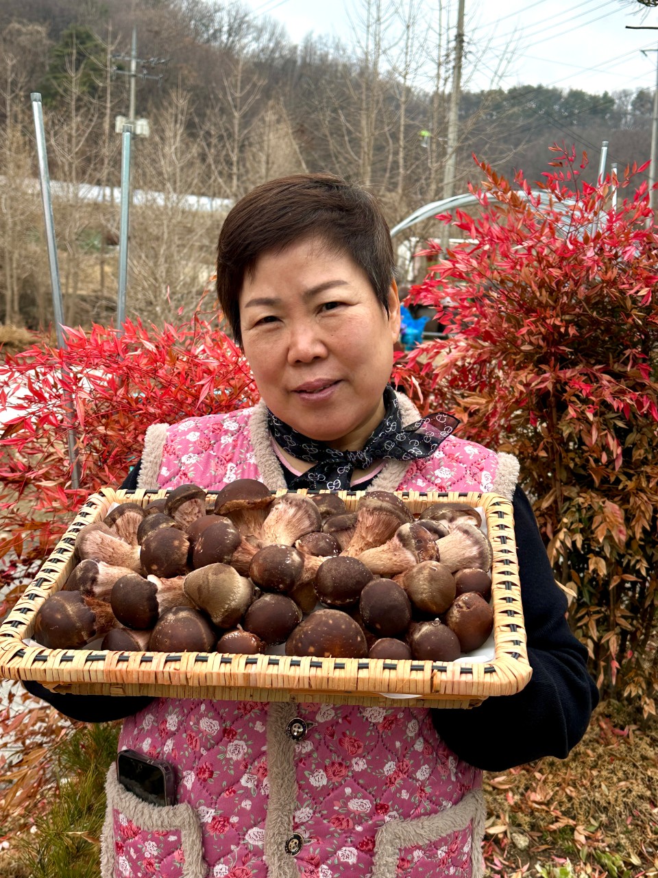 계절 특선 참송이버섯